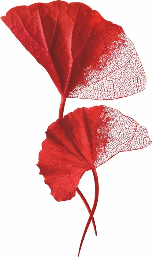 L?Or?al Paris L'Or Al Paris Revitalift Cicacr Me Anti Rimpel Nachtcr Me - 50 Ml 7 L?Or?al Paris L'Or Al Paris Revitalift Cicacr Me Anti Rimpel Nachtcr Me - 50 Ml - Afbeelding 5