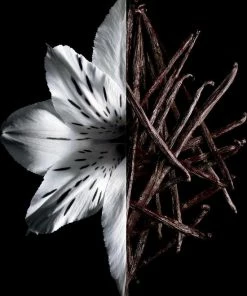 Givenchy - Eau De Parfum - L´Interdit Intense - 35 Ml 16 Givenchy - Eau De Parfum - L´Interdit Intense - 35 Ml -Maybelline-winkel 550x704 3